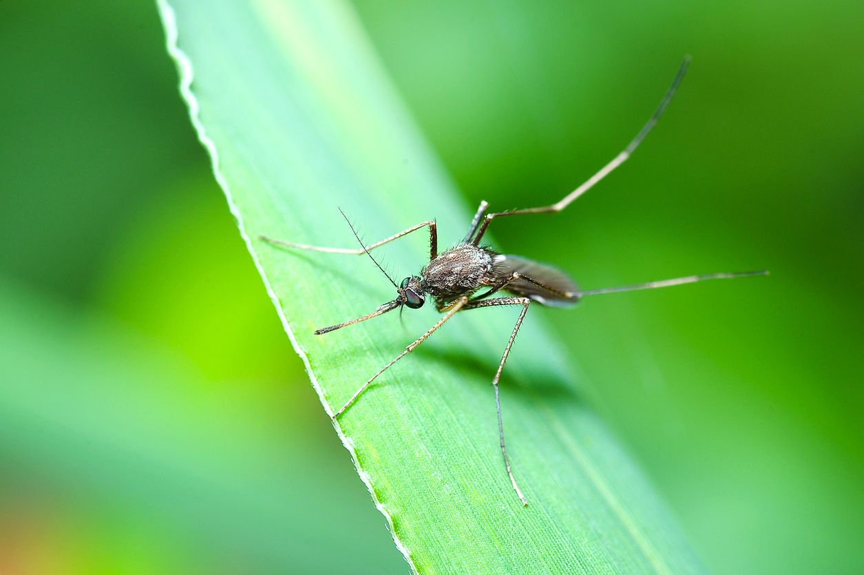 4 Ways to Effectively Repel Mosquitoes Around Your Home