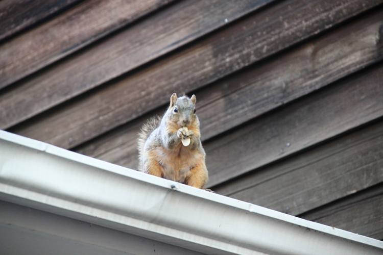 How to Squirrel-Proof Your Gutters
