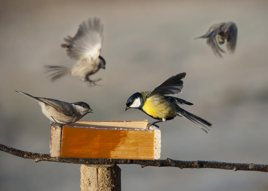 Attracting Birds