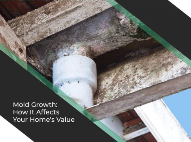 Mold Growth: How It Affects Your Home’s Value