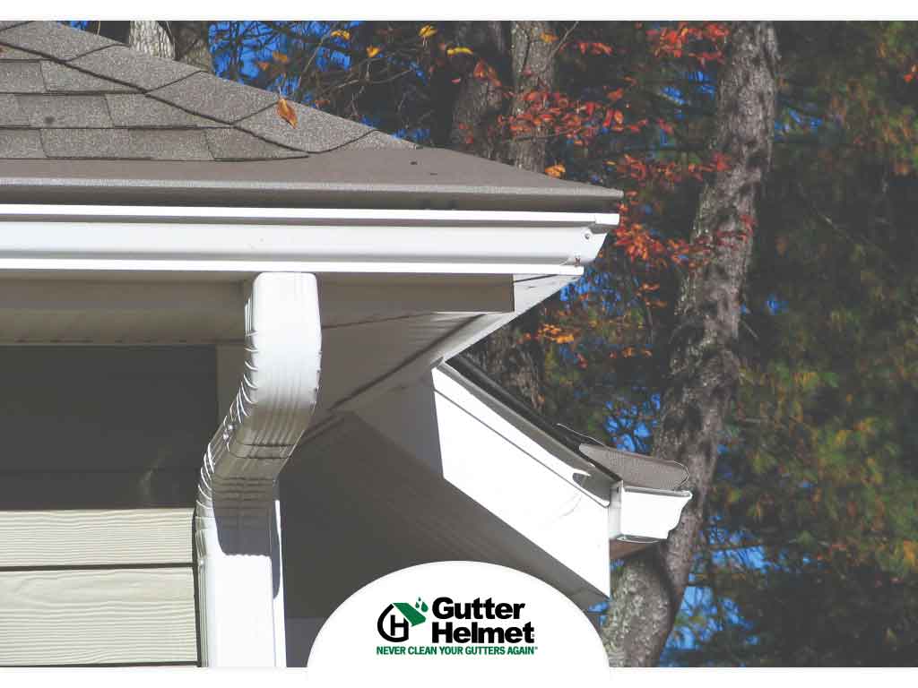 4 Ways You Can Stop Ants From Nesting in Your Gutters