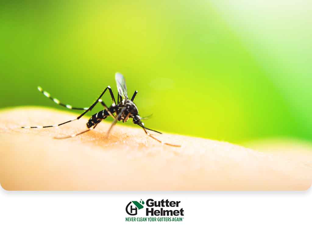 Are Your Gutters Harboring Mosquitoes?