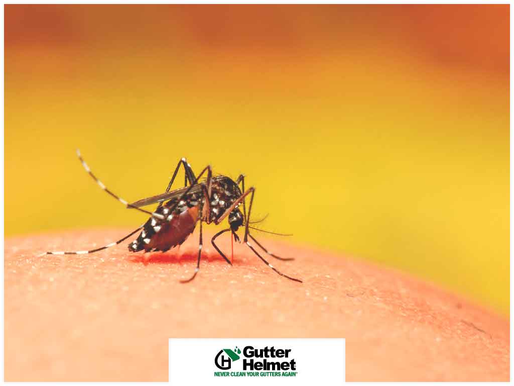 3 Ways You Can Prevent Mosquitoes From Breeding