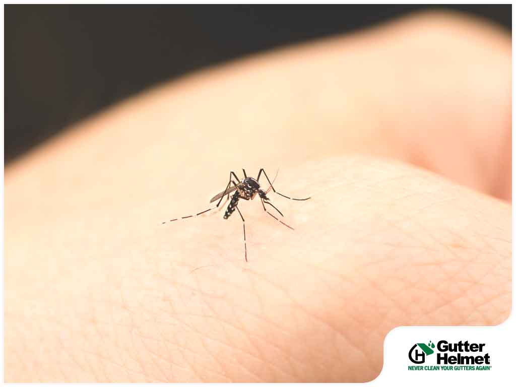 Don’t Let Mosquitoes Ruin Your Summer