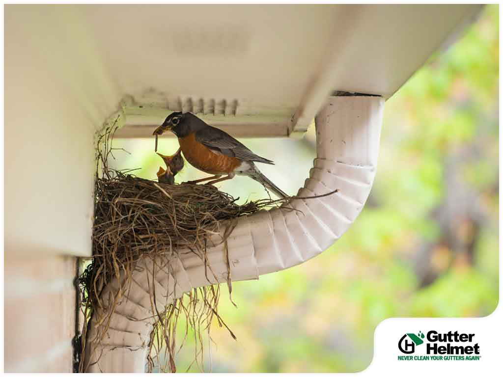 4 Ways to Prevent Birds From Nesting in Your Gutters