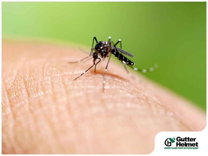 Mosquito Control: Mistakes You Should Avoid