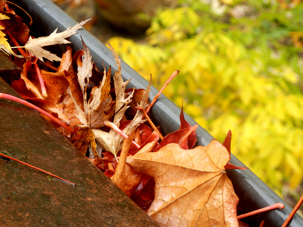 4 Common Culprits Behind Clogged, Overflowing Gutters