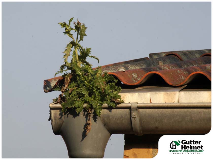 What Are the Most Common Reasons Gutters Clog?