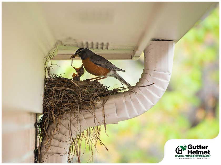 How to Keep Birds From Nesting in Your Gutters