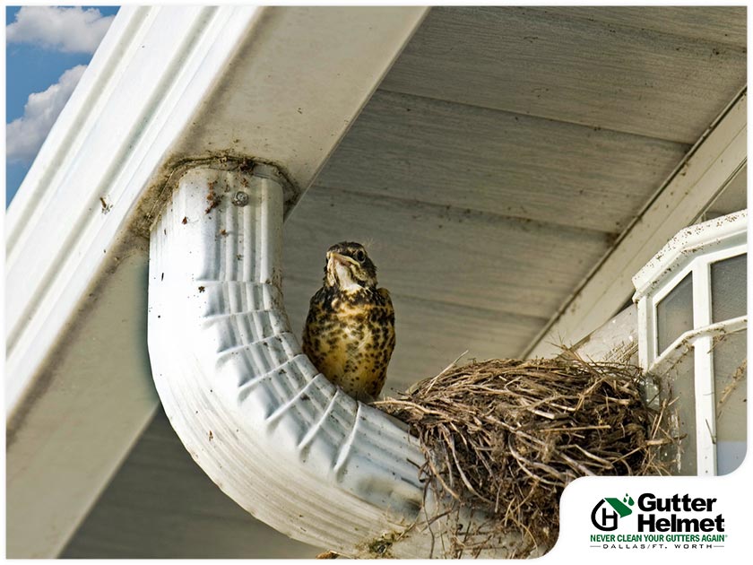 Tips to Prevent Birds From Nesting in Your Gutters