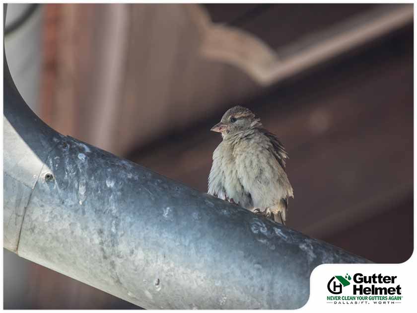 How to Keep Nesting Birds Off Your Gutters