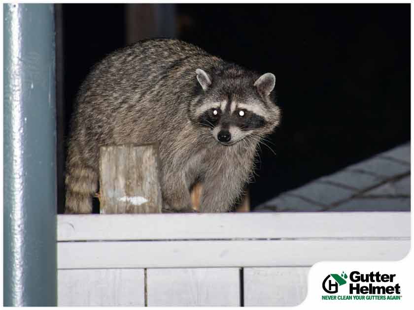 How Can You Keep Raccoons off Your Downspouts?