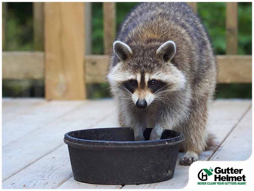 Safely Keeping Raccoons Off Your Downspouts: Tips and Tricks