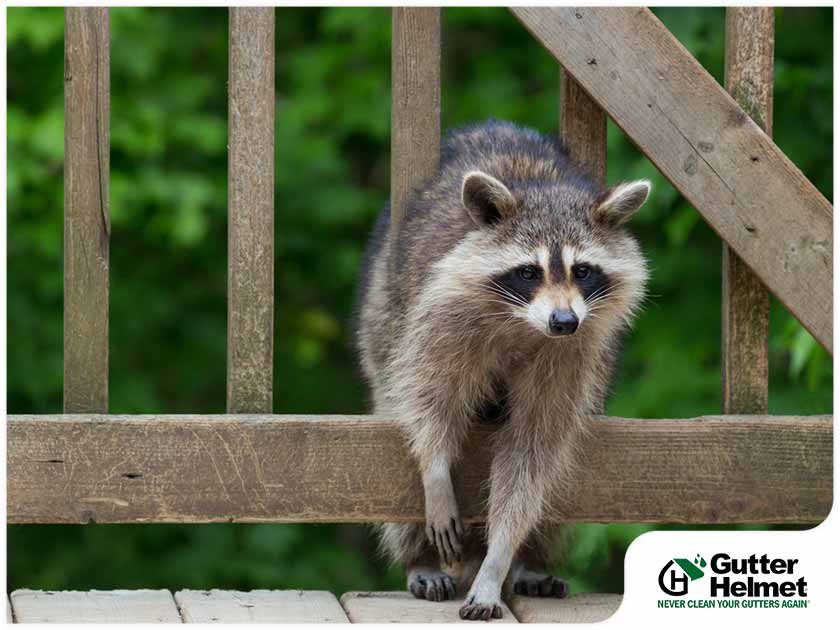 Tips and Tricks to Keep Raccoons off Your Downspouts
