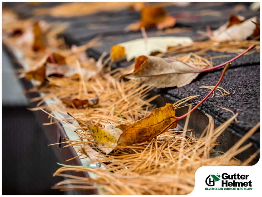 Getting Rid of Pine Needles on Your Gutters: Tips and Tricks