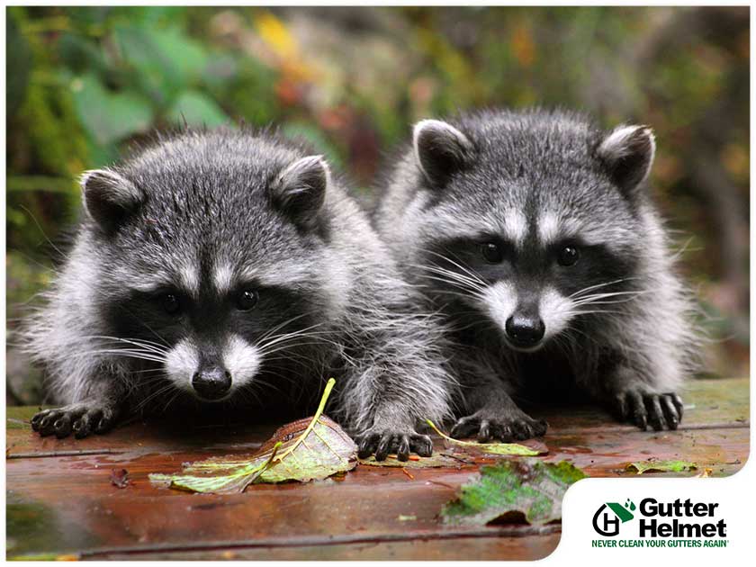 Tips for Keeping Raccoons Away From Your Downspouts