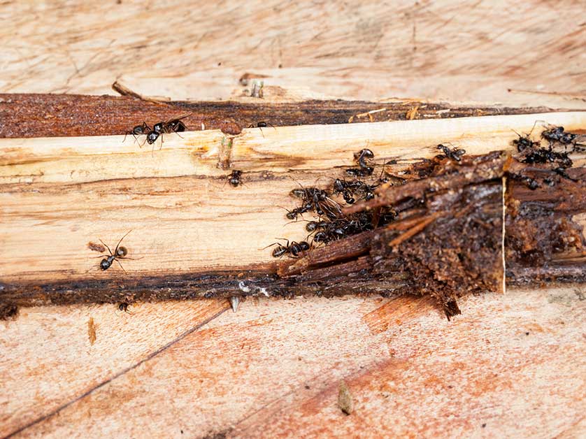 How to Keep Carpenter Ants Away From Your Home